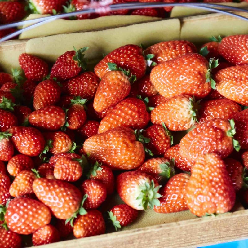 和歌山満喫！スペシャルMIX（カップ）※有田みかん・和歌山イチゴまり