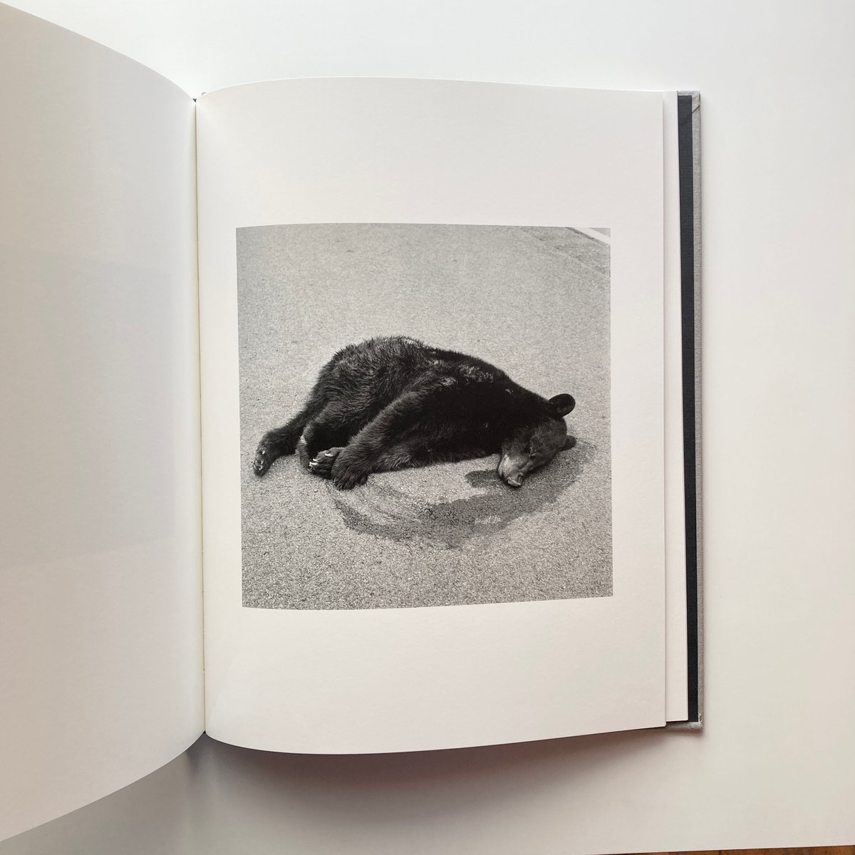 洋書 Jesse Lenz the seraphim The Seraphim - Jesse Lenz | goat books