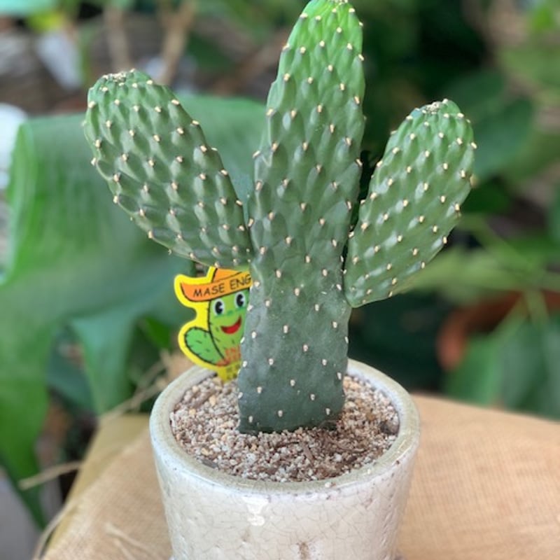 ★サボテン スミエボシ 特大！ 多肉植物：うちわサボテン “ スミエボシ（墨烏帽子）（特大）*受け皿付