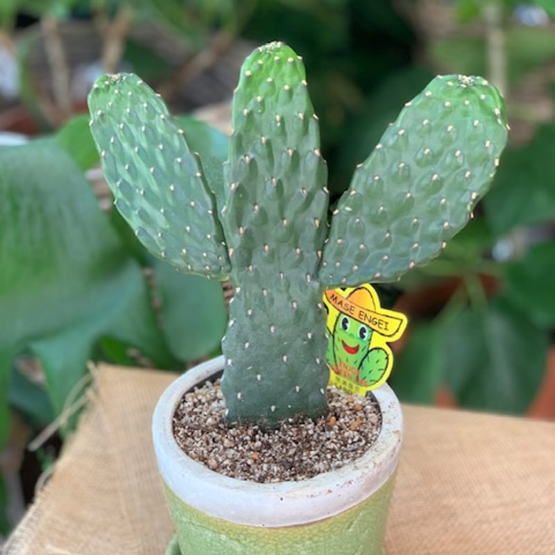 スミエボシ | artbrun online