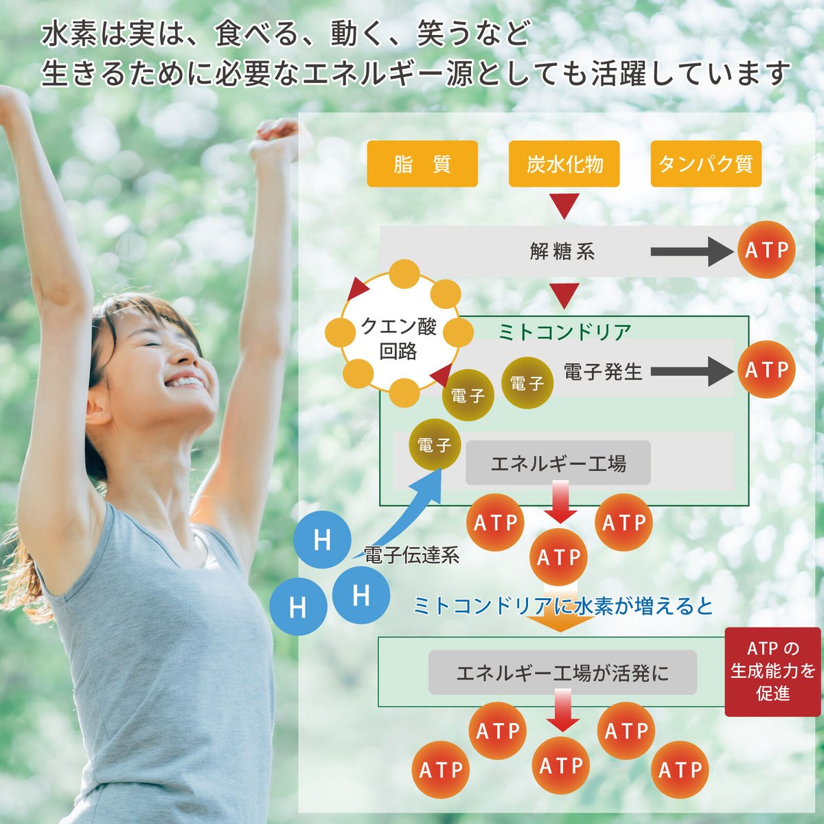 ハイパーエイチネオ サプリメント 水素 活性酸素 (水素・酸素 ハイパーエイチネオ サプリメント 水素 活性酸素 (水素・酸素