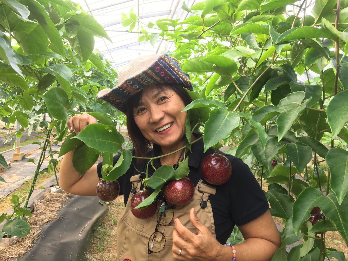 沖縄県産 新鮮パッションフルーツ中身冷凍1キロ Amazon.co.jp: トロピカルフルーツの代表 沖縄県産 パッション