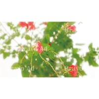 kubo-01-00002　写真（くぼりえ）
