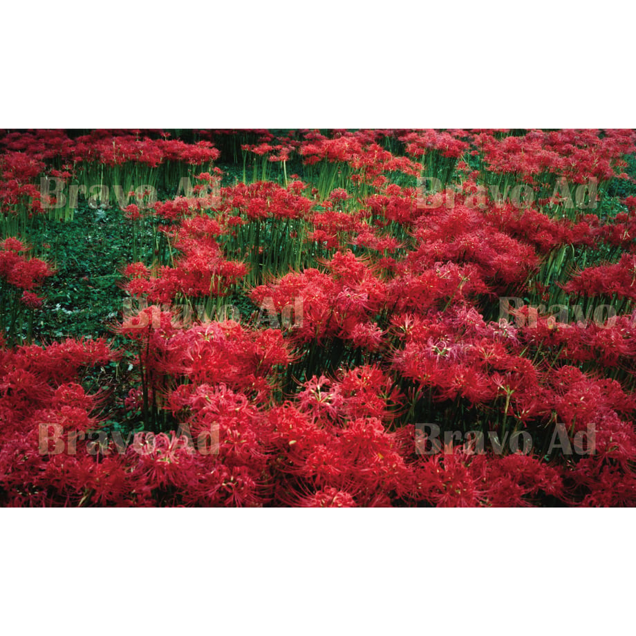 5eb2bba034ef015931044ce2