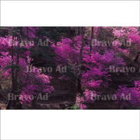 soto-01-00018