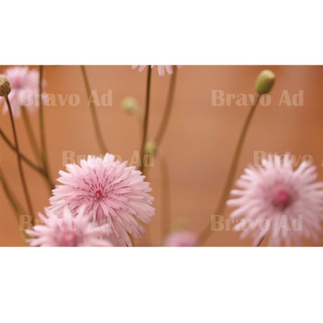 kubo-01-00006　写真（くぼりえ）