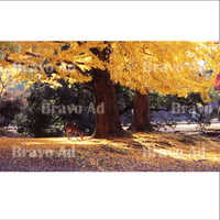 soto-01-00038