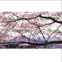 soto-01-00020