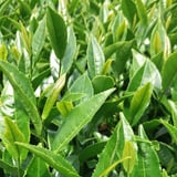 緑碧茶園 五ヶ瀬茶園
