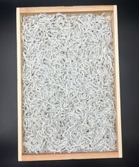 釜揚げしらす　500g  木箱