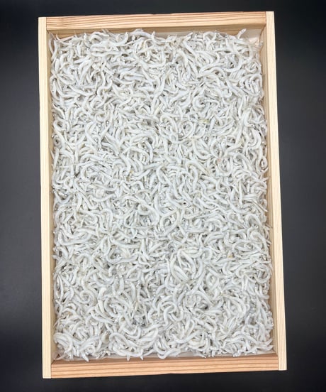 釜揚げしらす　500g  木箱