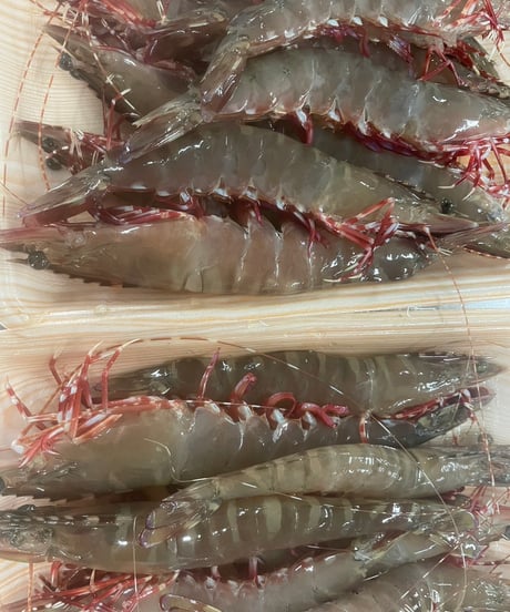 和歌山県産　天然足赤エビ200g 　冷凍