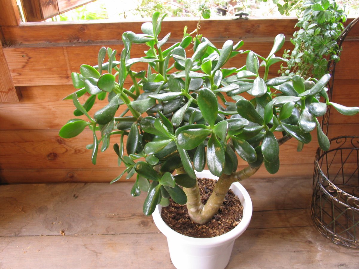 金の成る木 fit=scale-down,w=1200