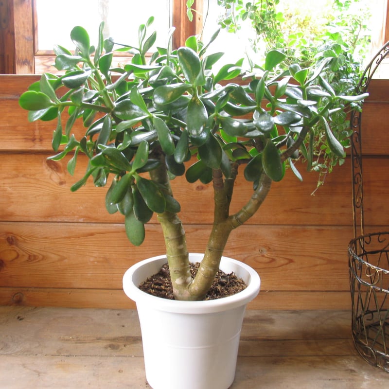 花月（金の成る木） | バリューフラワー オンラインストア