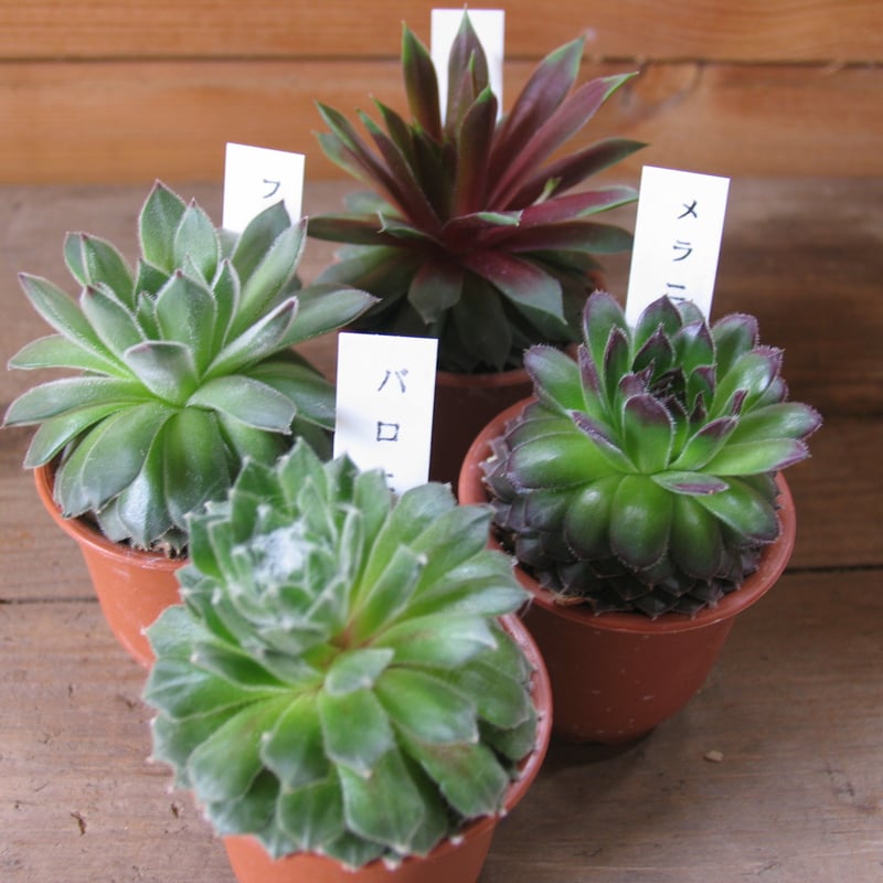 専用ページ　多肉植物　ミックスセンペルビウム　中サイズ　大株プラス 専用ページ 多肉植物 ミックスセンペルビウム 中サイズ 大株プラス