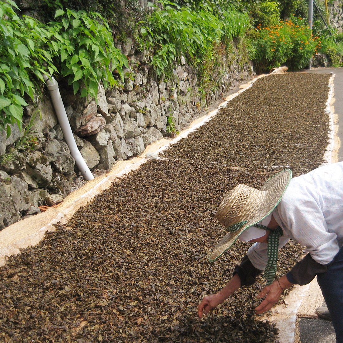 上勝阿波晩茶 2025年度新茶 ～乳酸発酵茶～ 50g | いろどり SHOP