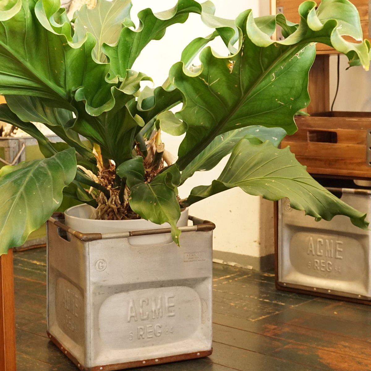 STEEL BOX / ACME furniture | GENERAL STORE SURV