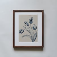 2025 Tulips 1
