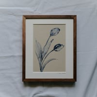 Tulips 2