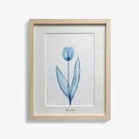 Watery 「Watery Tulip 2」