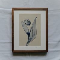 Tulips 1
