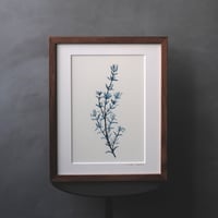 Garnish/Thyme