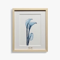 Watery 「Watery Calla lily」