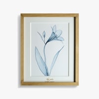 Watery 「Watery Lily」