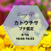カトウチサ　プチ鑑定　16:30-16:40  のコピー