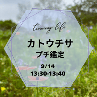 カトウチサ　プチ鑑定 13:30-13:40