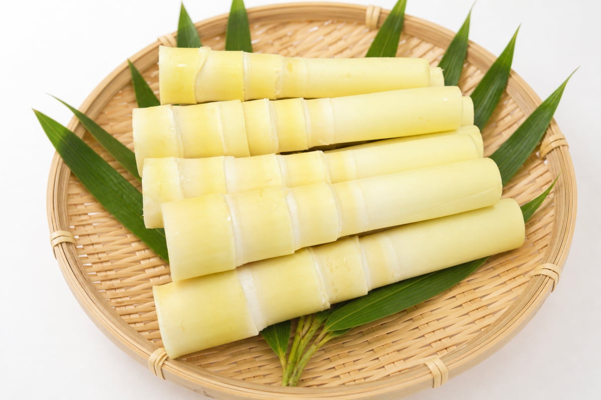 売り切れ中】竹島産 大名筍（生）｜採れたて直送・アク抜き不要 | GO