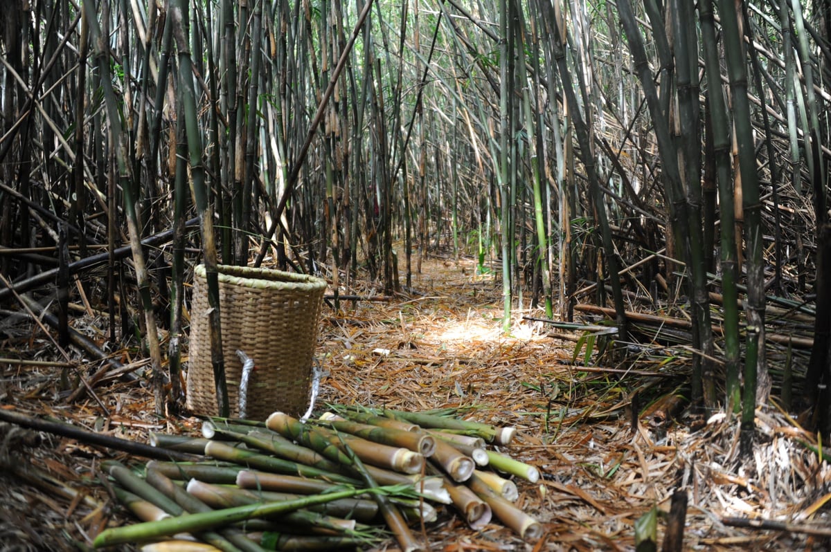 鹿児島県産筍3キロ鷹の爪米糠付き fit=scale-down,w=1200