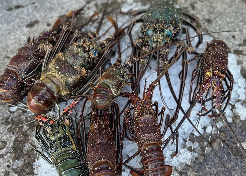 公園づくり応援】獲れたて冷凍 伊勢海老！ | GO!MISHIMA ONLINE-STORE