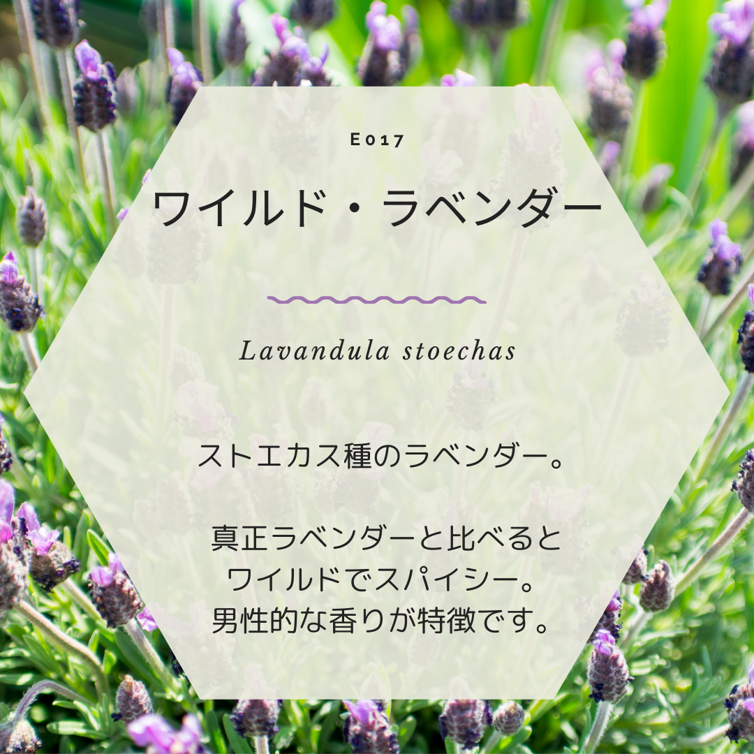 5ml＞有機エッセンシャルオイル ワイルド・ラベンダー | Les Mignardises