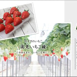 やすぎのいちご通販 高見いちご縁|島根県安来市