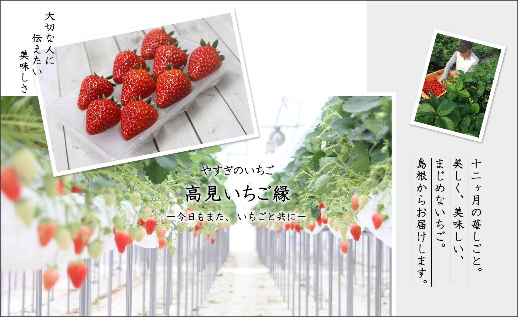 やすぎのいちご通販　高見いちご縁｜島根県安来市