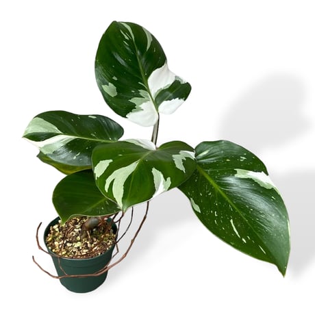フィロデンドロン　ホワイトナイト　Philodendron White knight