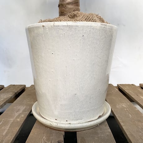 クワズイモ　POT付