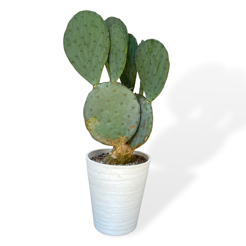 ウチワサボテン ロブスタ(大丸盆) Opuntia robusta | C STORE C