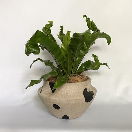 アスプレニウム ユニコーン　POTカバー付