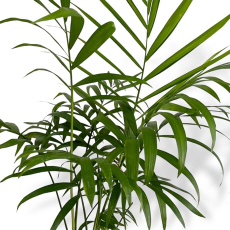 テーブルヤシ　POT付　Chamaedorea elegans