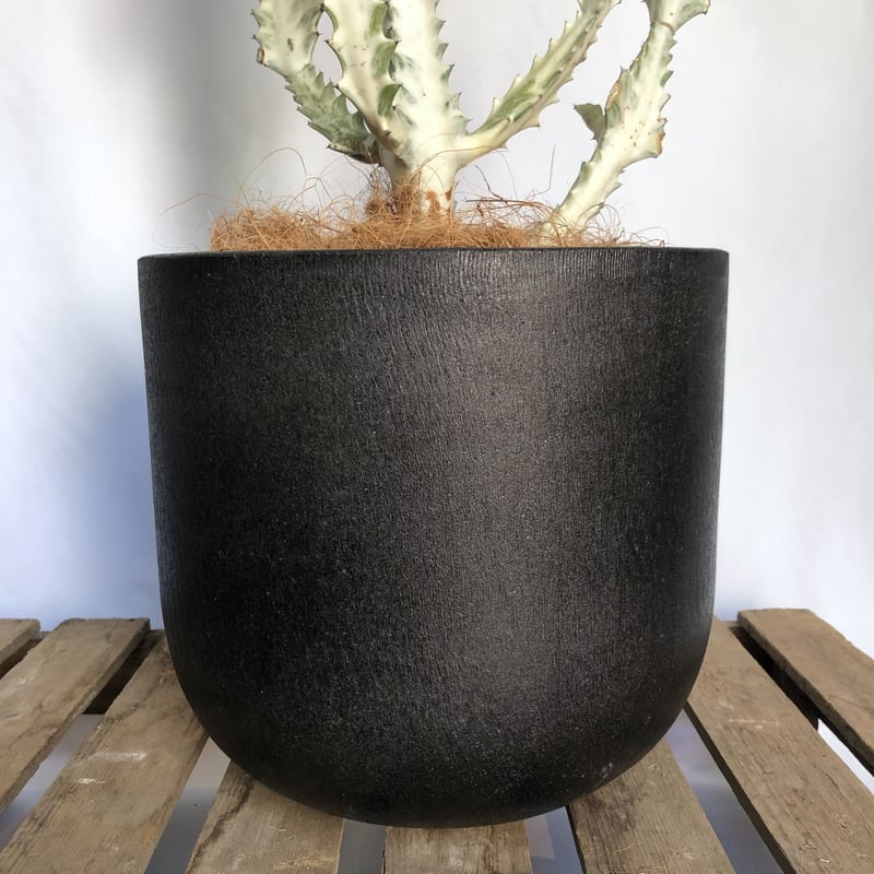 お届け地域限定】ユーフォルビア ホワイトゴースト POT付 | C STORE C