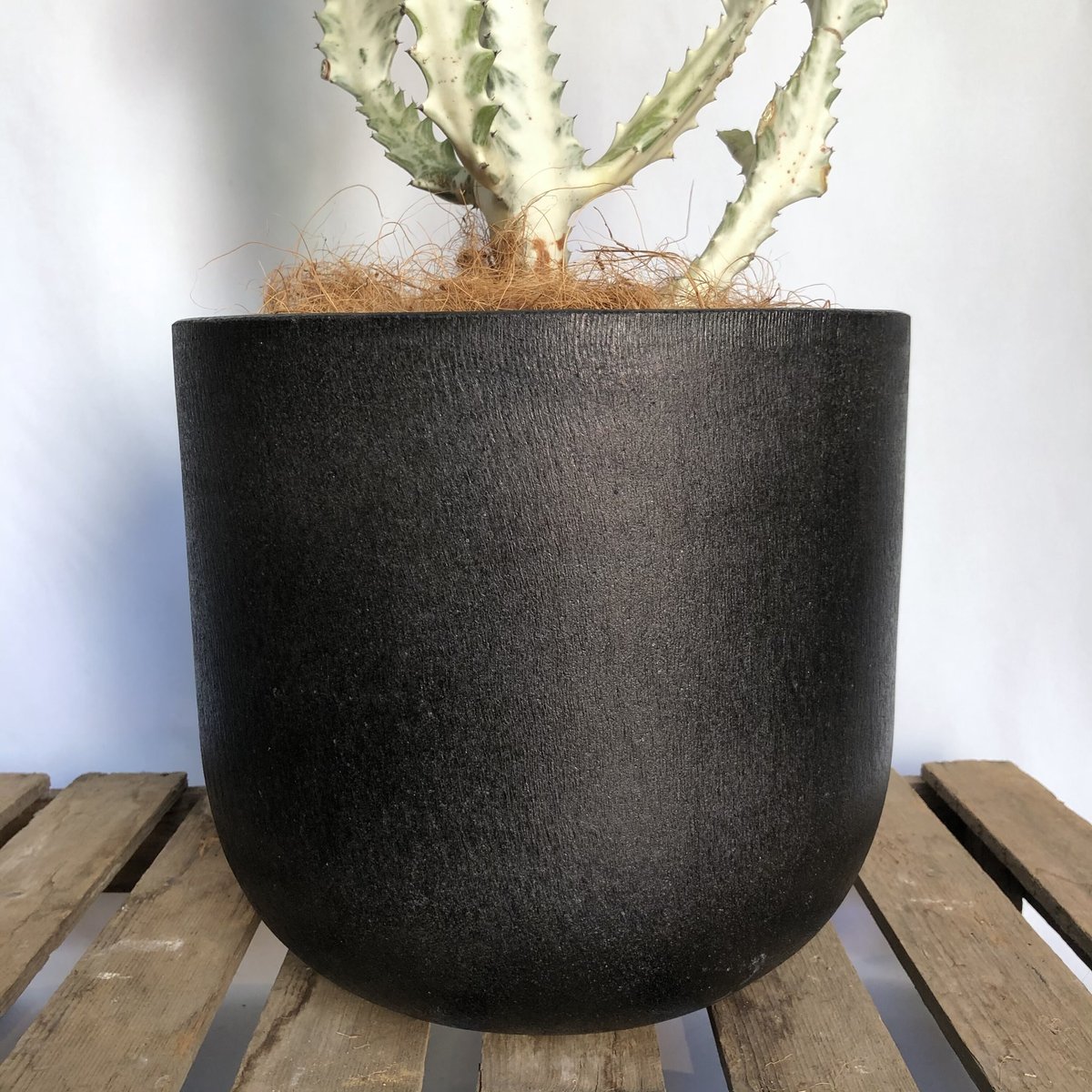 お届け地域限定】ユーフォルビア ホワイトゴースト POT付 | C