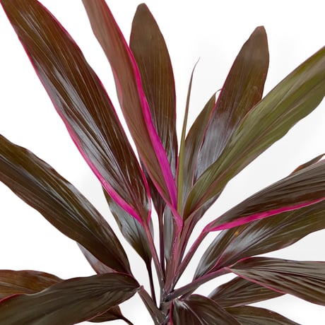 コルジリネ　アイチアカ　Cordyline terminalis ”Aichiaka”