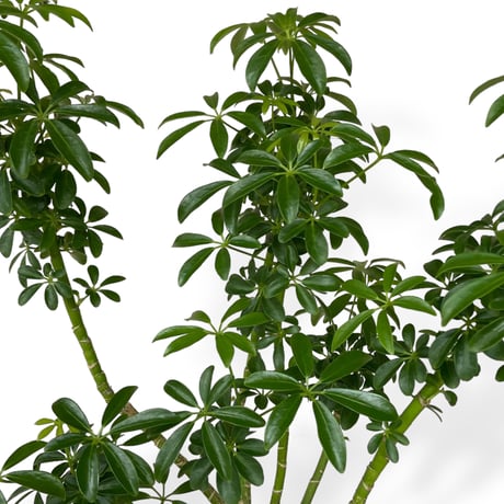 シェフレラ　コンパクタ　Schefflera arboricola 'Compacta'