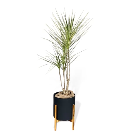 ドラセナ　コンシンネ　ホワイボリー　Dracaena concinna ”whibolly”