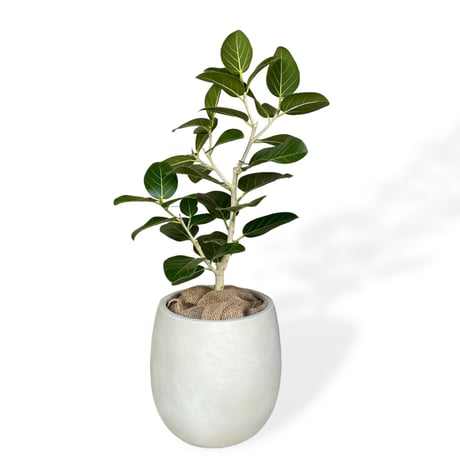 フィカス　ベンガレンシス　Ficus benghalensis