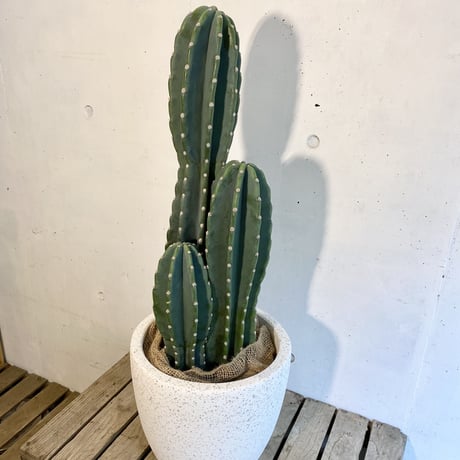 柱サボテン　鬼面角3本立