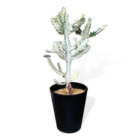 ユーフォルビア　ホワイトゴースト　　Euphorbia lactea "White Ghost"