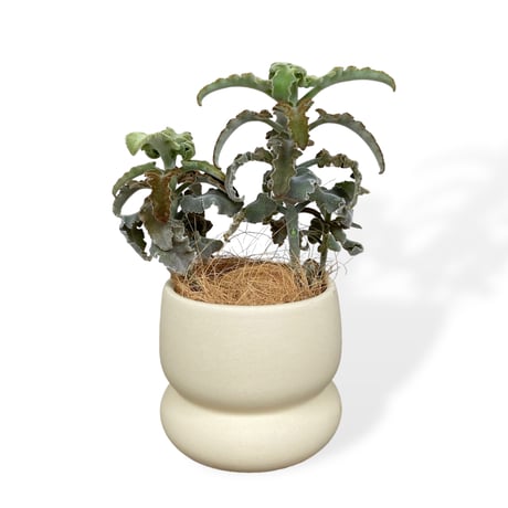 カランコエ　ベハレンシス　ミニマ　Kalanchoe behalensis ”Minima”